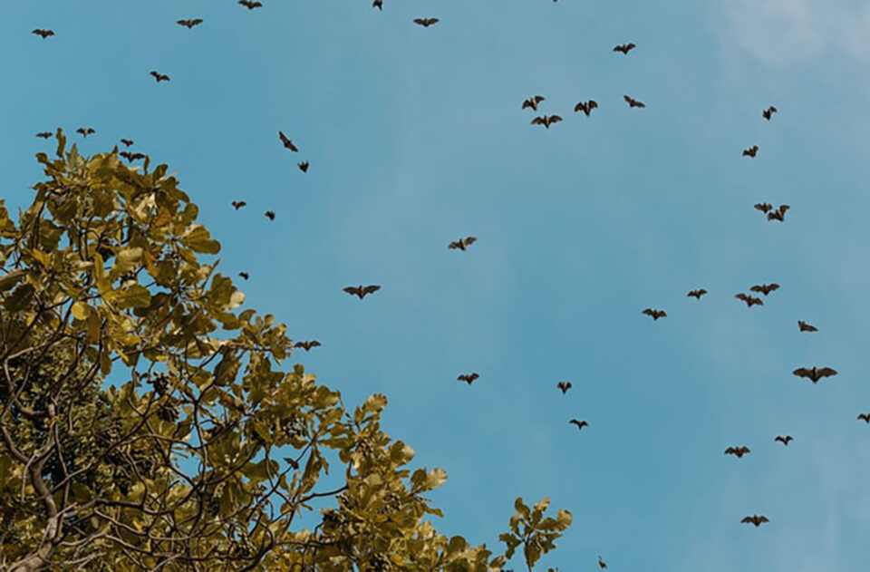 Wildlife Apex Clean Energy